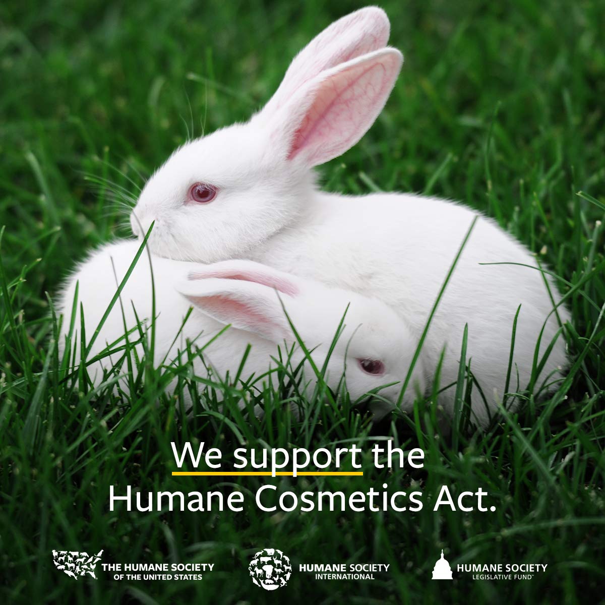 US Organic 100% Pure Lemongrass Essential Oil, USDA Certified Organic, Extracted by Steam Distillation Method, for Hair, Nail Polish Remover, Bees Attraction, and More. 30 ml