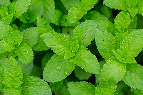 US Organic 100% Pure Peppermint Essential Oil - USDA Certified Organic - 30 ml - w/Improved caps and droppers (More Size Variations Available)