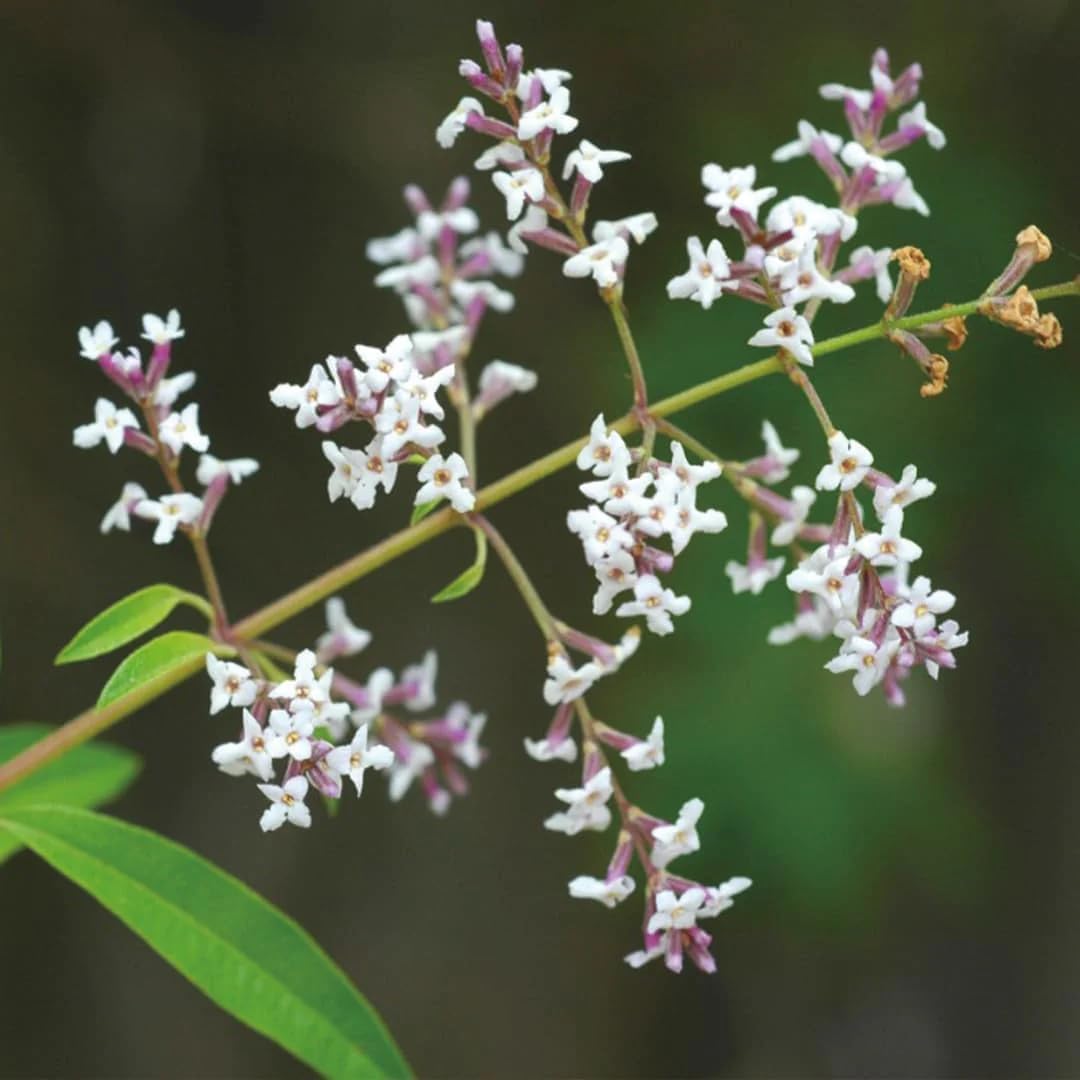 Aromatics International Lemon Verbena Hydrosol 100ml | Citrus Aromatic Mist for Freshness