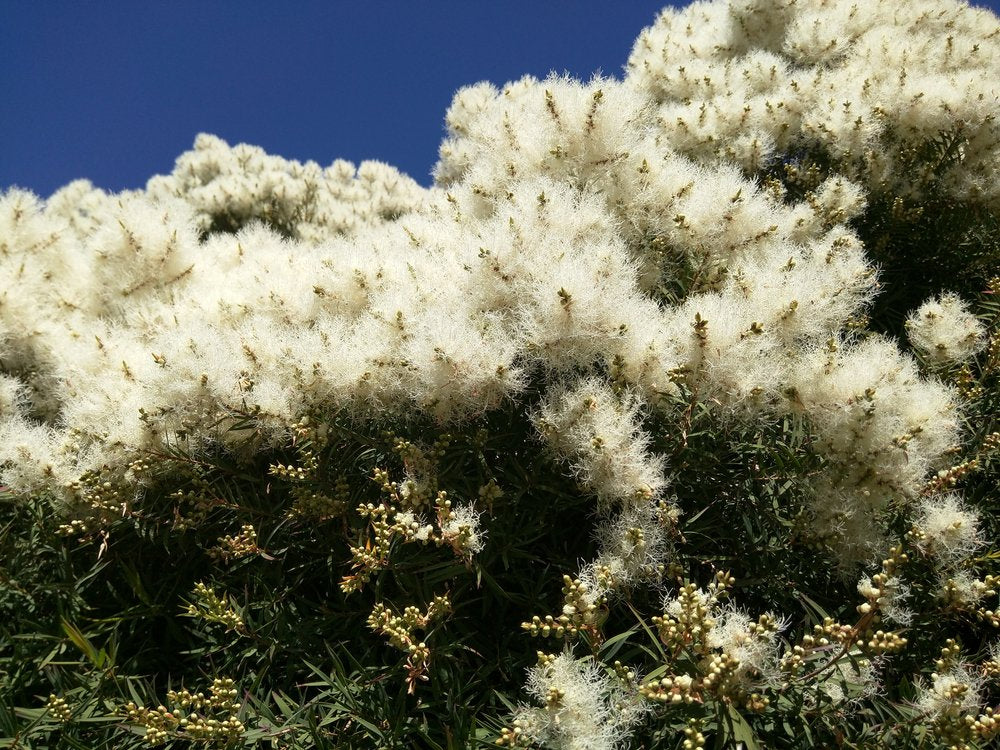 US Organic 100% Pure Tea Tree Essential Oil, Steam Distilled, USDA Certified Organic, for Hair, Skin, Scalp, Foot, Toenails, and More. Sourced from South Africa, Undiluted, Non-GMO (10 ml, 2 Pack)